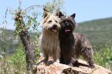 CAIRN TERRIER 474